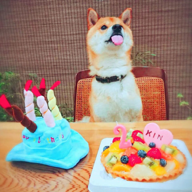 柴犬のお誕生日祝い