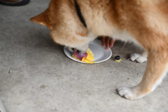 犬用ケーキを食べる赤柴ムギちゃんの写真