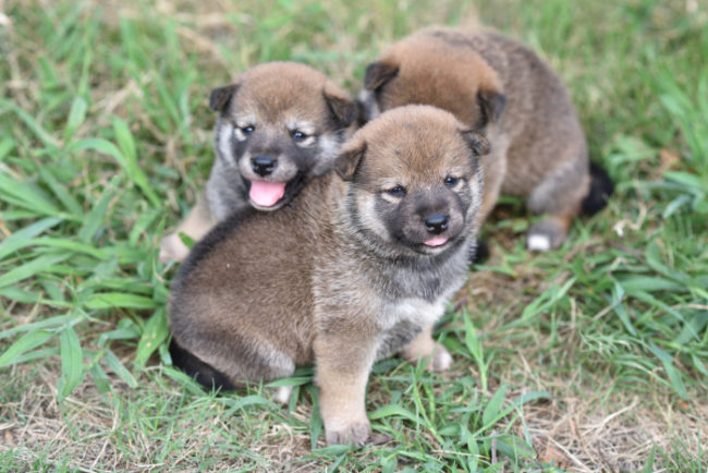笑顔の柴犬の子犬たちの写真。