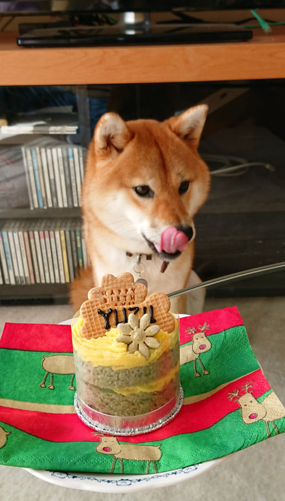 犬用ケーキを前に舌なめずりの赤柴柚子ちゃんの写真