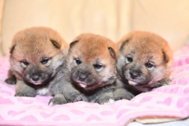 生後24日目の3匹の柴犬の子犬の写真