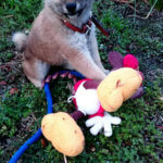 柴犬らんぼう君