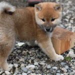 木片で遊ぶ柴犬の子犬