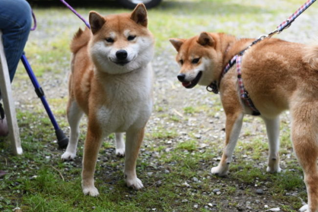 柴犬ムギちゃんと柴犬柚子ちゃんの写真
