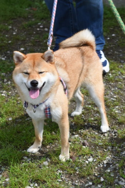 柴犬柚子ちゃんの写真