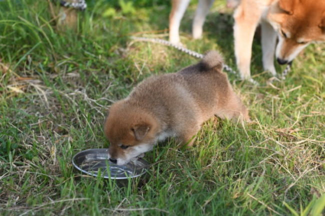 水を飲む柴犬の子犬