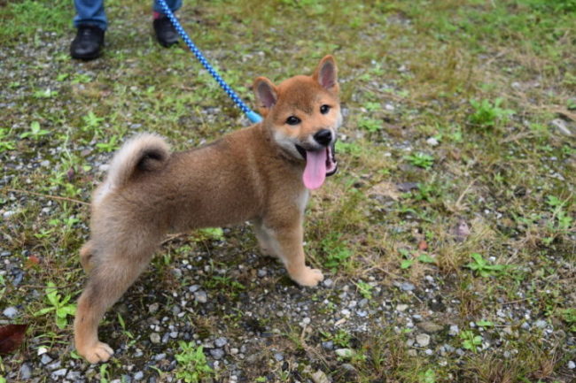 生後2か月の柴犬琥太郎くんの写真