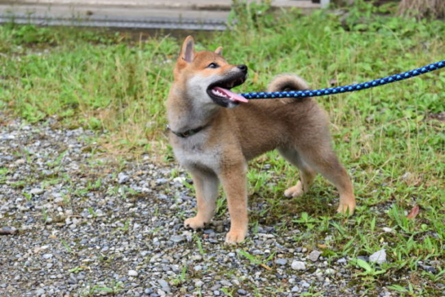 生後2か月の柴犬琥太郎くんの写真