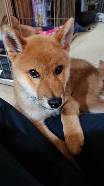 2019年3月1日生まれの柴犬颯人君の写真