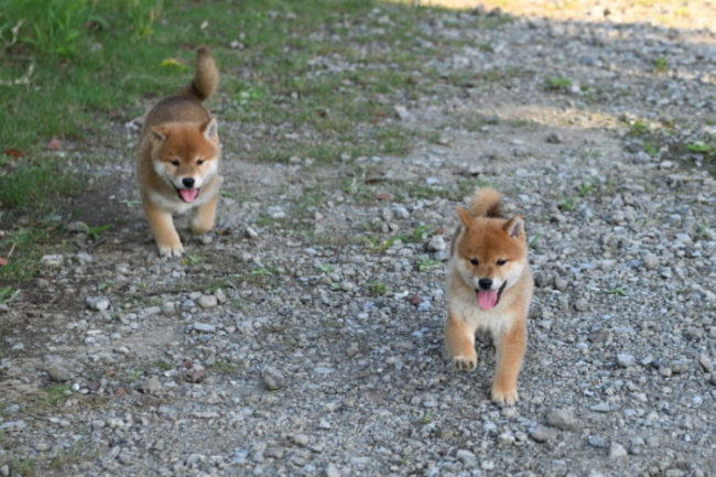 ニコニコ笑顔で走る柴犬の子犬たちです。