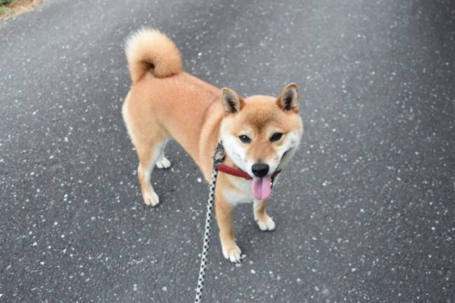 柴犬ココちゃん2歳の写真