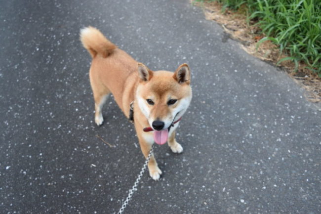 柴犬ココちゃん2歳の写真