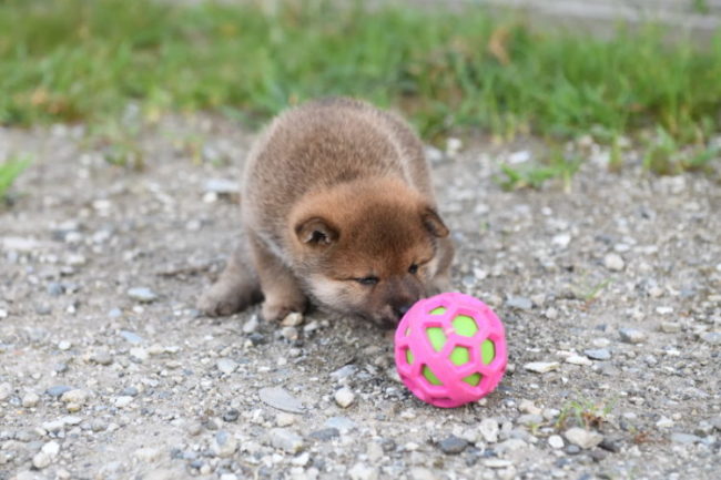 ボールで遊ぶ柴犬の子犬