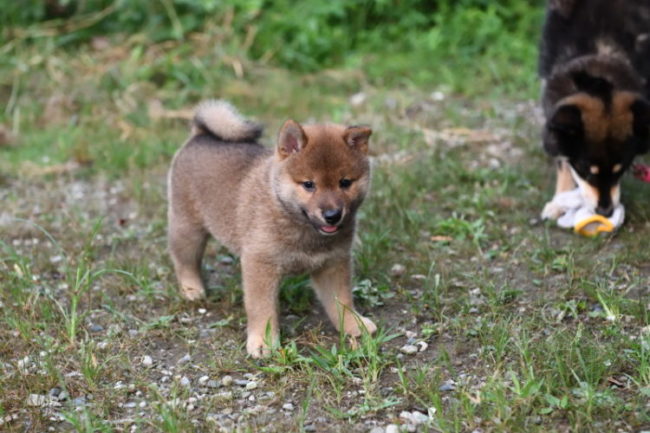 8月24日生まれの柴犬の子犬の写真です。