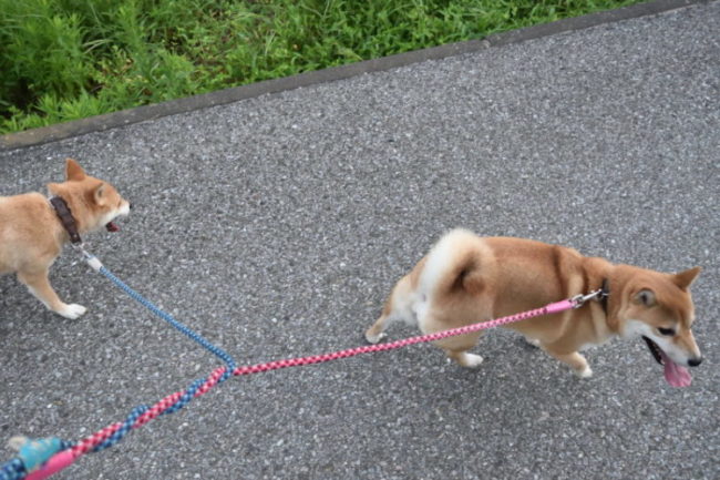 柴犬紅茜と紅里親子の散歩の様子