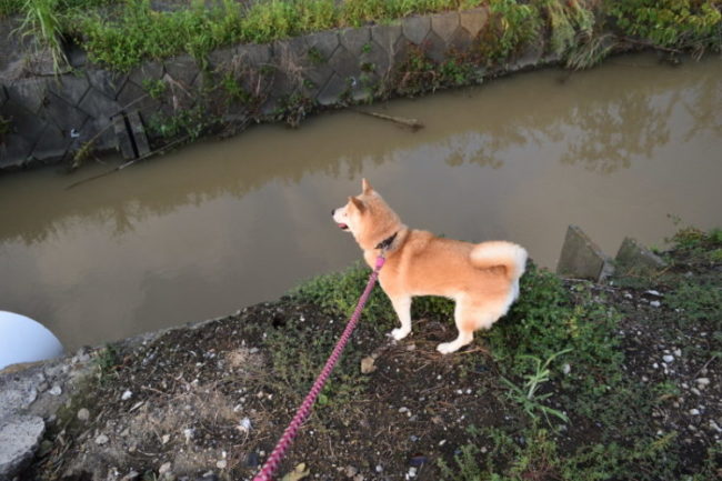 台風後の濁った川を眺める柴犬桜姫
