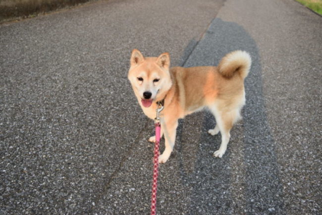 柴犬桜姫11歳