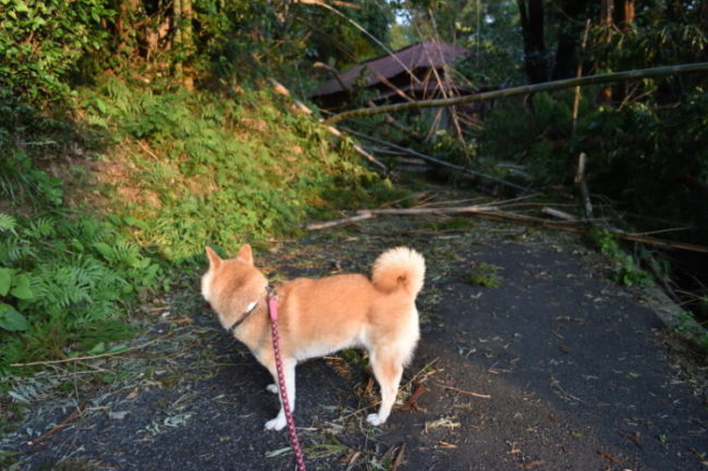 台風の風で竹や杉が倒れ道路を塞いでました
