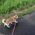 台風後の景色を興奮して歩き回る柴犬桜姫。