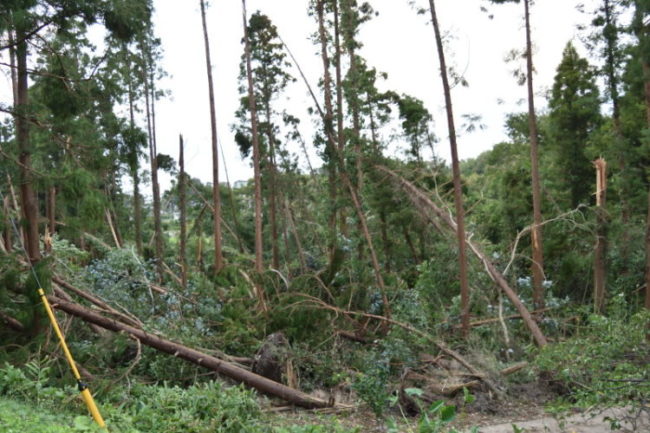 台風の強風で倒れた大量の杉の木。