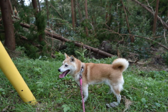風景が変わってビックリしている柴犬桜姫