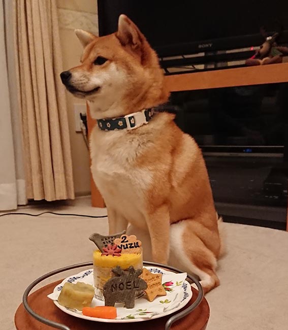 犬の誕生日ケーキと柴犬柚子ちゃん