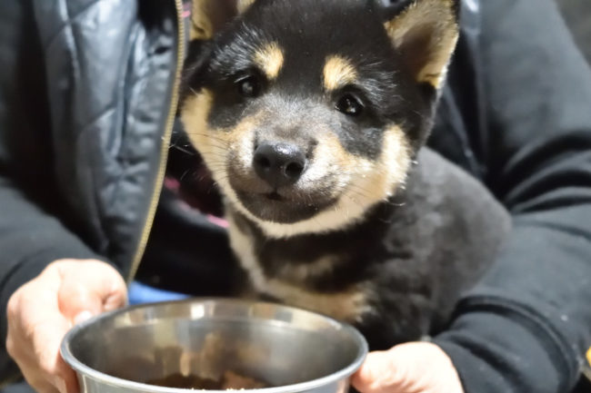ロイヤルカナンの缶詰を食べる柴犬の子犬