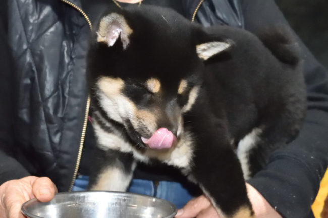 ロイヤルカナンを食べる柴犬の子犬