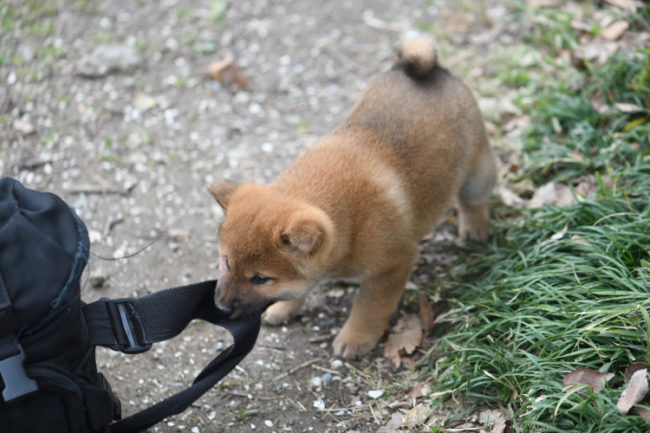 カメラバッグをぐいぐいと引っ張る柴犬の子犬