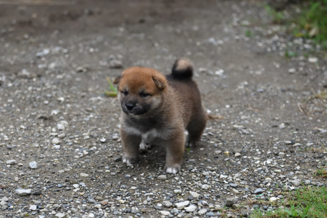 生後29日目の柴犬の子犬の写真