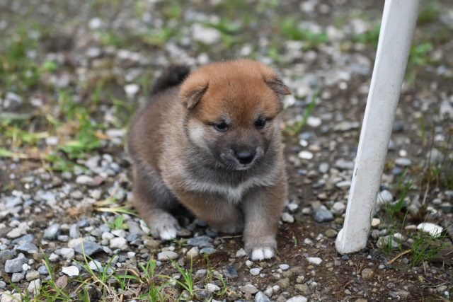 生後29日目の柴犬の子犬の写真