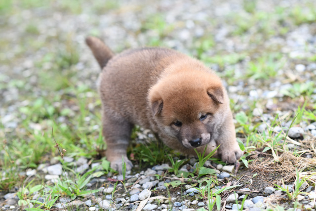 生後30日目の柴犬の子犬の写真