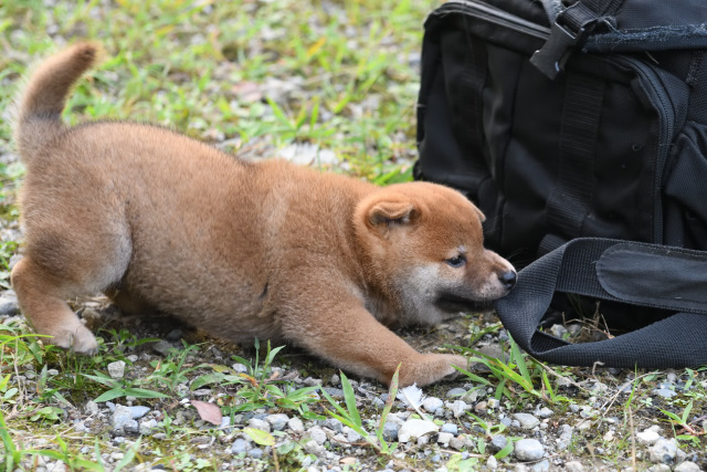 生後42日目の柴犬の子犬の写真