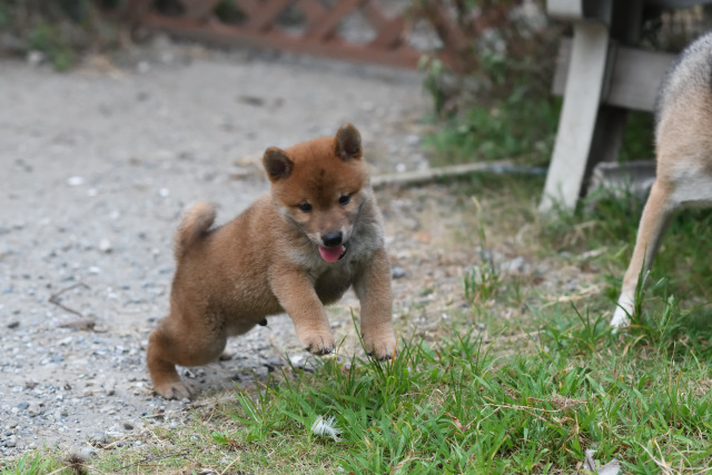 走り回る柴犬菊次郎君の写真