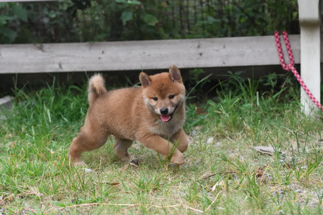 走り回る柴犬菊次郎君の写真