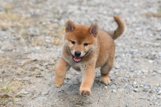走る柴犬菊次郎君の写真。