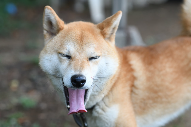 柴犬のあくびの写真