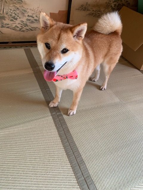 柴犬コトちゃん（2歳）の写真