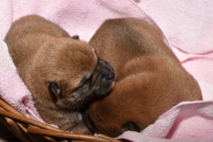 生後4日目の柴犬の子犬の写真
