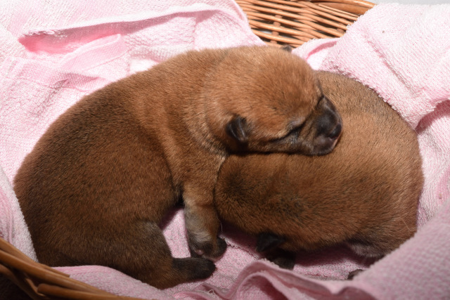 生後4日目の柴犬の子犬の写真