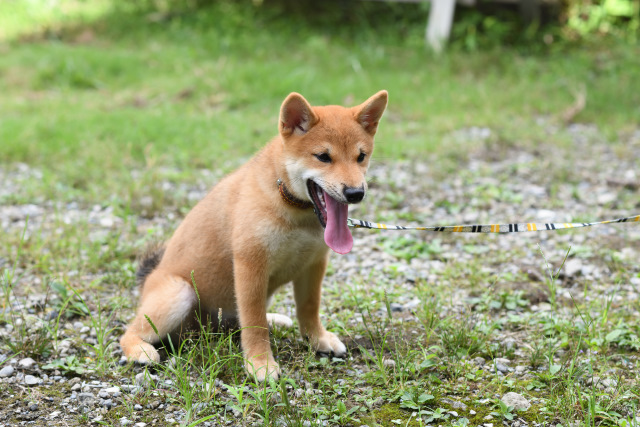 柴犬モモちゃん（3か月）の写真