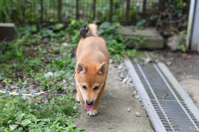 柴犬モモちゃん（3か月）の写真