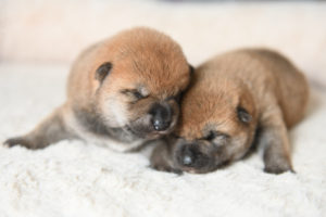 生後11日目の柴犬の子犬の写真