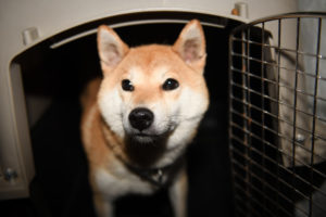 柴犬ムギの写真