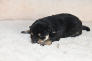 黒柴オスの子犬の写真