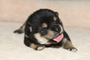 生後11日目の黒柴オスの子犬。