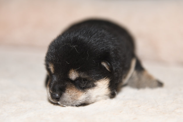 生後13日目の柴犬の子犬の写真