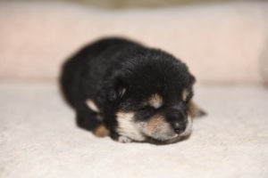 生後13日目の柴犬の子犬の写真