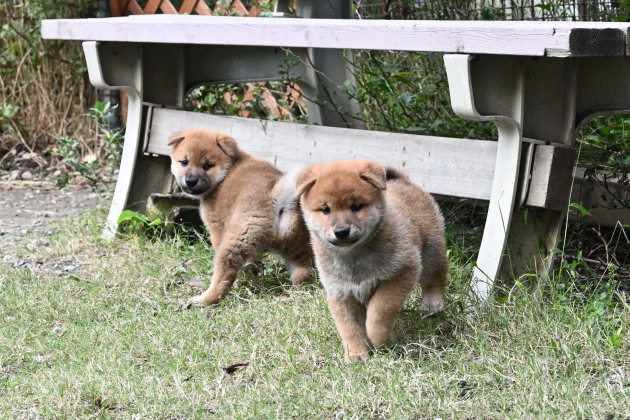 生後43日目の柴犬の子犬たちの写真