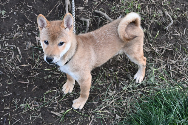 生後4か月の柴犬菊次郎君の写真